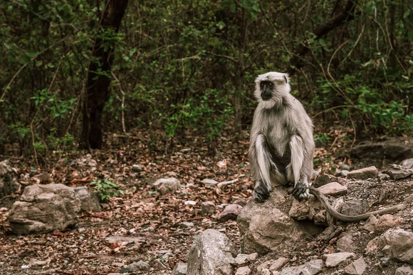 Grande Macaco Cinza Com Uma Cauda Longa Senta Uma Pedra — Fotografia de Stock