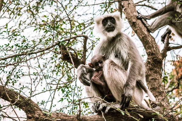 Grande Macaco Cinzento Com Seu Bebê Sentado Uma Árvore — Fotografia de Stock