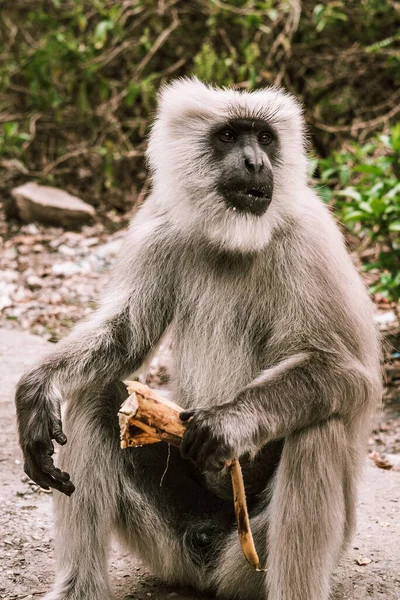 Grande Macaco Cinzento Comendo Uma Banana Madura Uma Floresta Ásia — Fotografia de Stock