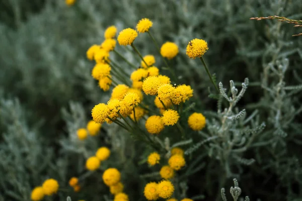 Μικρά Κίτρινα Άνθη Φόντο Πράσινων Φύλλων — Φωτογραφία Αρχείου