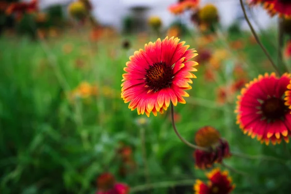 Orange Rote Blüten Von Feuriger Farbe Auf Einer Grünen Wiese — Stockfoto