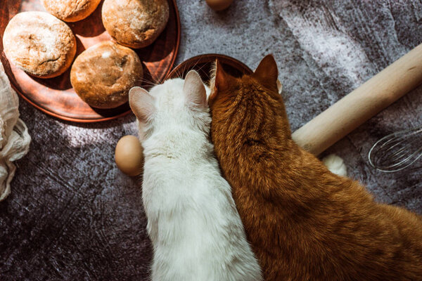 white and ginger cats eat from a bowl on the table where food is prepared