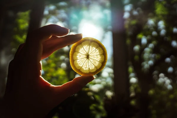 lemon in hand in the sun - home remedy to strengthen immunity 1