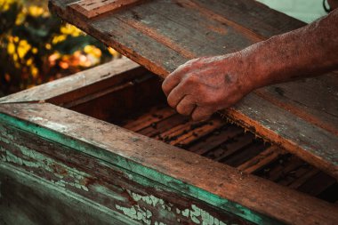 Yaşlı adam arı kovanının yanında bal ve arılarla çalışıyor.