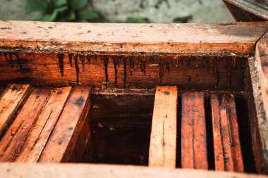 Arı kovanında balı çerçeveler Arı kovanında