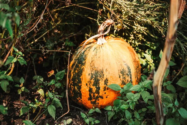 Una Gran Calabaza Amarilla Madura Encuentra Huerto Entre Vegetación —  Fotos de Stock