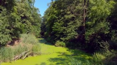 Yeşil duckweed ve yosun ile nehir.