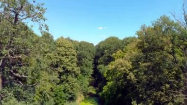 Nehir yosun ve orman içinde duckweed.