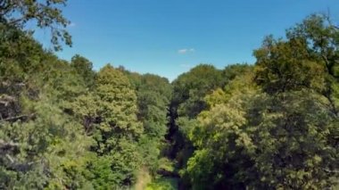 Nehir yosun ve orman içinde duckweed.