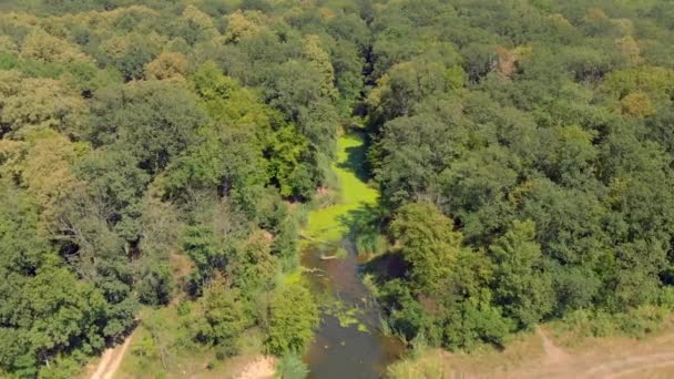 Rio Com Ervas Daninhas Verdes Algas — Vídeo de Stock
