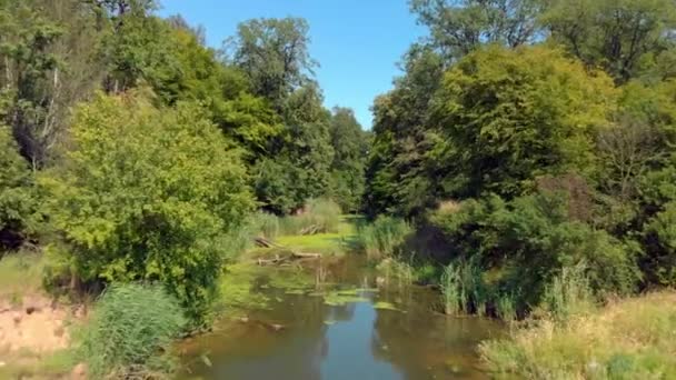 Река Зеленым Утенком Водорослями — стоковое видео