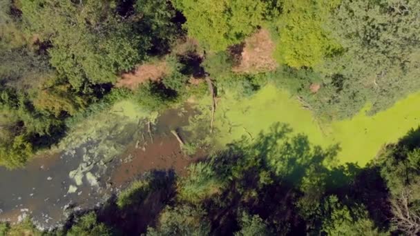 Rio Com Ervas Daninhas Verdes Algas — Vídeo de Stock