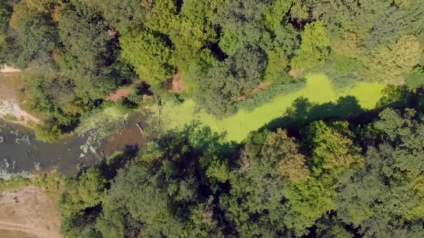River Green Duckweed Algae — Stock Video
