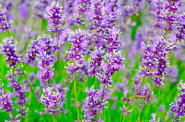 Selective focus on lavender flower in flower garden. Lavender flowers. Lavender bushes closeup. Lavender flower close up in a field.