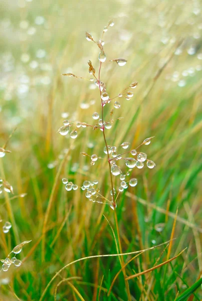 Rosée Sur Herbe Gros Plan Gouttes Gouttes Eau — Photo