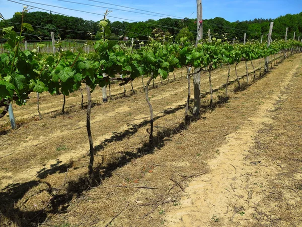 Vineyard in England. Vineyard in the Weald in Kent in England. E