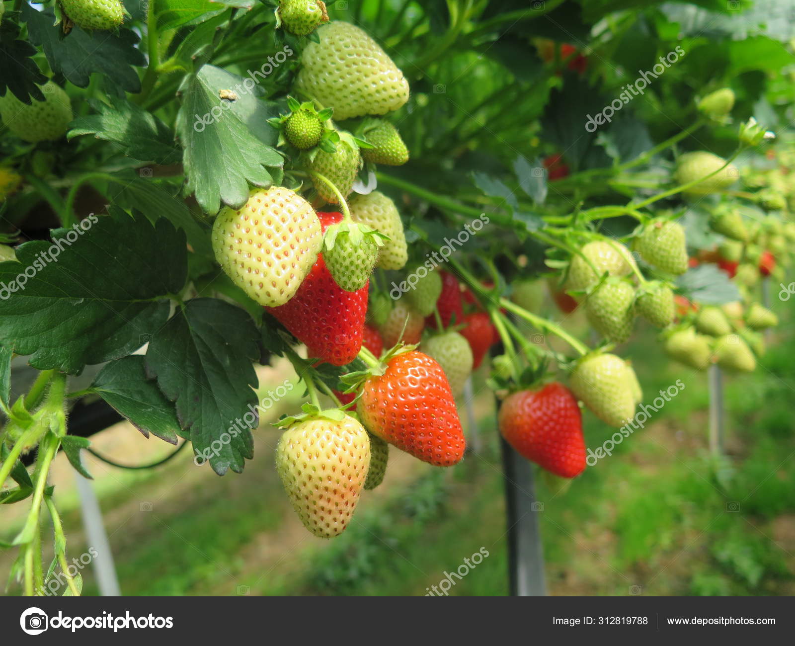 Hydroponics Strawberry Greenhouse High Technology Farming Agricultural