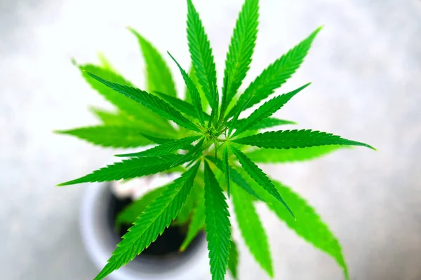 Folhas de plantas de cannabis. Jovem Cannabis Plant, Maconha . — Fotografia de Stock