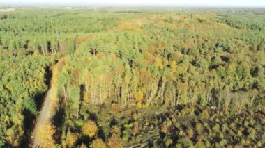 Hava manzaralı orman. Sonbahar ormanı insansız hava aracı görüntüsü. Güzel yeşil ve sarı sonbahar ormanı. Hemsted Ormanı, İngiltere, İngiltere. Ağaçların tepesindeki kırsal yol. Drone sola hareket ediyor..