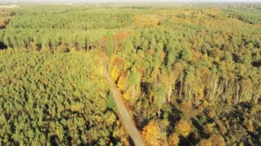 Hava manzaralı orman. Sonbahar ormanı insansız hava aracı görüntüsü. Güzel yeşil ve sarı sonbahar ormanı. Hemsted Ormanı, İngiltere, İngiltere. Ağaçların tepesindeki kırsal yol. Drone yola doğru ilerliyor.