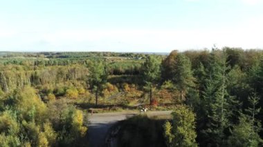 Hava aracı ormanı görüyor, beyaz at sağda yürüyor. Yeşil ve sarı sonbahar ormanı. Hemsted Ormanı, İngiltere, İngiltere. Kırsal yol ve beyaz at. Drone hareket etmiyor..