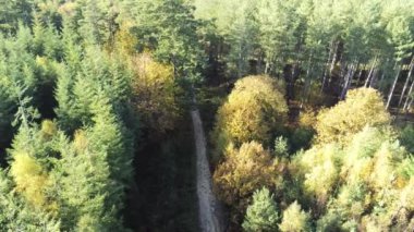 Ormandaki kırsal yolda yukarıdan hava manzarası. Sonbahar ormanı insansız hava aracı görüntüsü. Güzel yeşil ve sarı sonbahar ormanı. Hemsted Ormanı, İngiltere, İngiltere. Drone yola doğru ilerliyor.