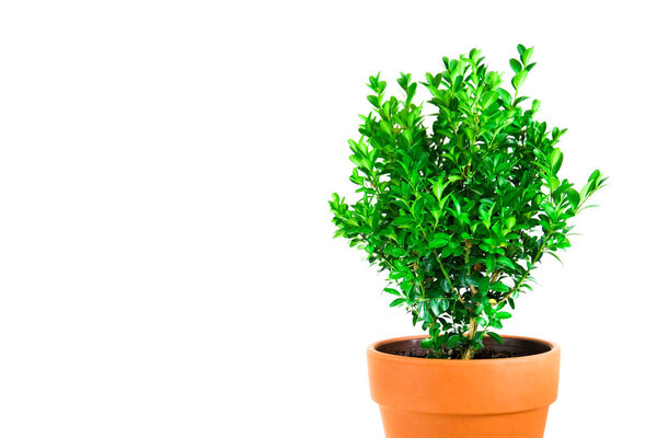 Green bush plant in the pot on white background. 