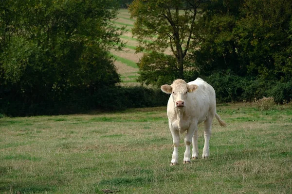 Biały byk w naturze na zielonym polu. Biały byk na zielonym trawniku. Zwierzęta gospodarskie. Szczęśliwego Nowego Roku 2021. Rok byka. Zwierzęta gospodarskie. Chiński znak zodiaku 2021. — Zdjęcie stockowe
