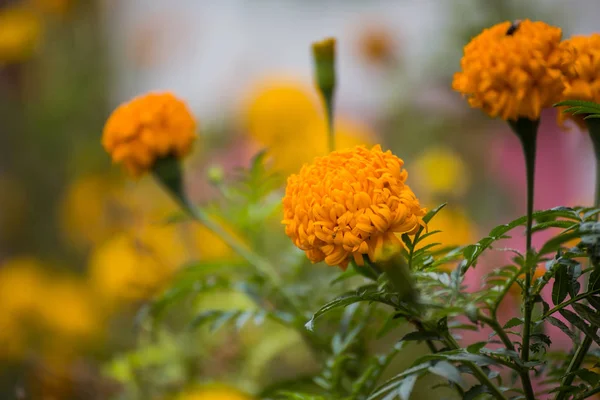 万寿菊和背景模糊和颜色橙色和黄色 — 图库照片