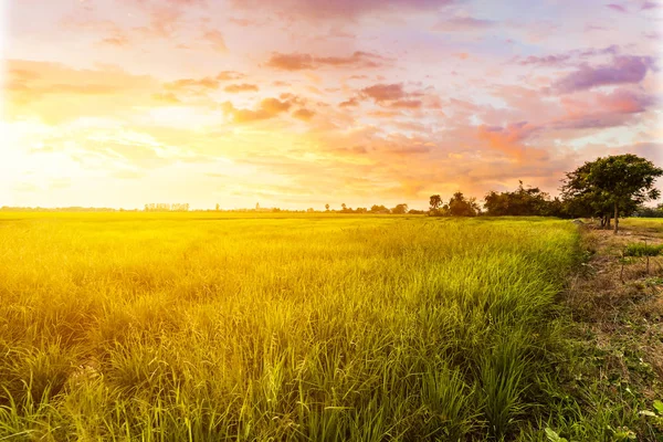 Campo Cielo Nelle Ore Oro — Foto Stock