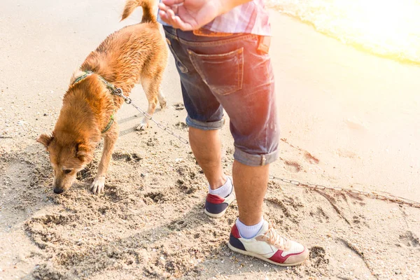 Homme Joue Avec Chien Sur Plage — Photo