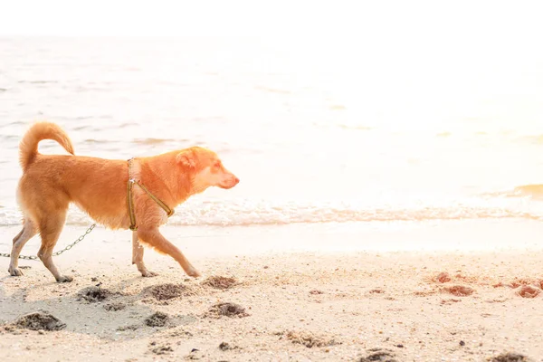 a man play with the dog on the beach.