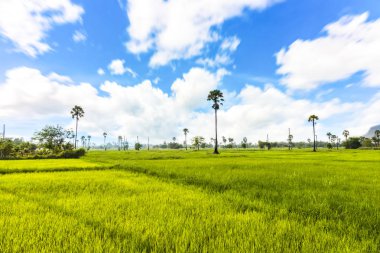 Arazi ve mavi gökyüzü manzara olacak. Mavi gökyüzü ve güzel bulut. Alan tarımdır..
