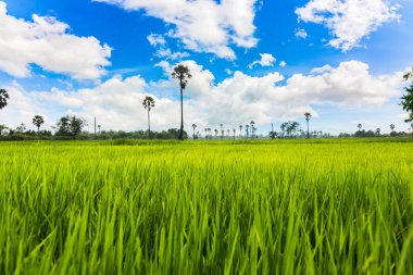 Arazi ve mavi gökyüzü manzara olacak. Mavi gökyüzü ve güzel bulut. Alan tarımdır..