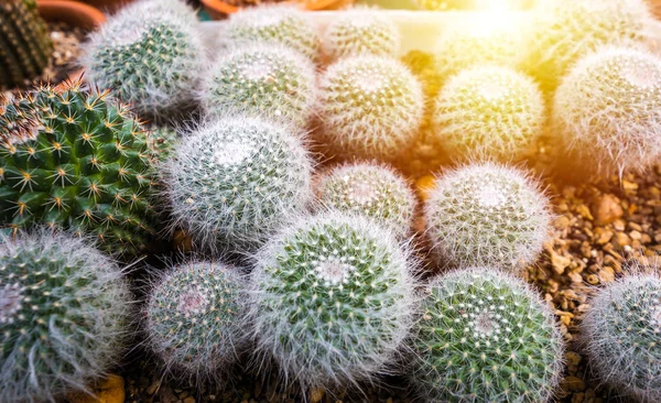 Cactus Dans Pot Sur Sol — Photo