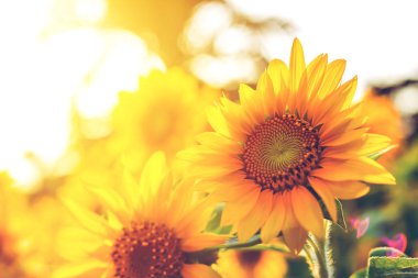 Yaz ve ışık günbatımı ve renk sıcak çiçek açan ayçiçeği.