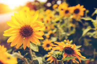 Yaz ve ışık günbatımı ve renk sıcak çiçek açan ayçiçeği.