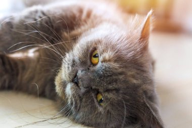 Tüylü kedi iniş yaptı.