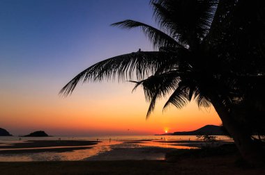 plaja yakın günbatımı gökyüzü ile bir Hindistan cevizi ağacı.