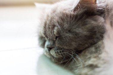 Tüylü kedi iniş yaptı.