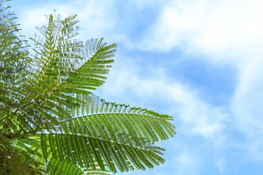 yaprak ağaç ve mavi gökyüzü.