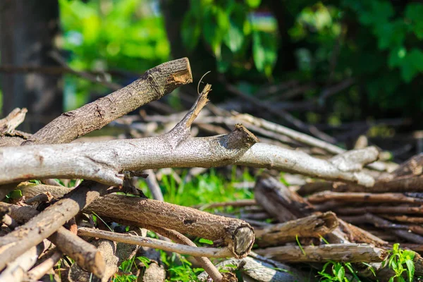 Yeşil çimenlerin üzerinde günlükleri.
