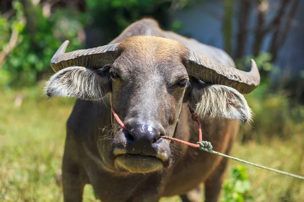 Bir bufalo sabah çiftlikte Stand.