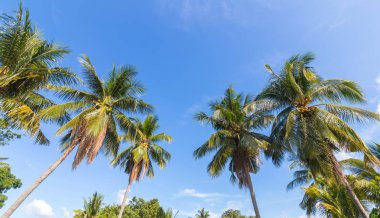 Hindistan cevizi ağacı ve mavi gökyüzü.