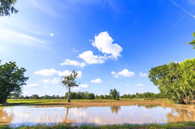 Büyük ağaç bulut ile su ve mavi gökyüzü küçük tarlada olarak.
