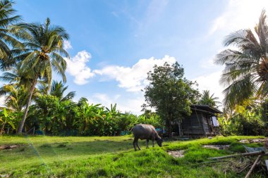Bufalo ot framhouse ve mavi gökyüzü yakınında yer.
