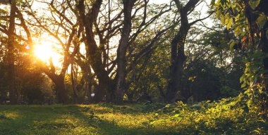 Gün batımından önce altın güneş ışığı tarafından ormanlık orman ağaçları arkadan aydınlatmalı.
