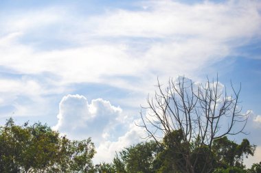 Taze yeşil ağaç ve büyük gövde.