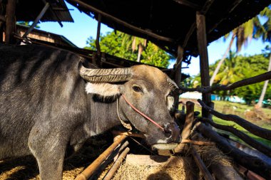 Bir ev çiftliğinin yanında ağılda bufalo