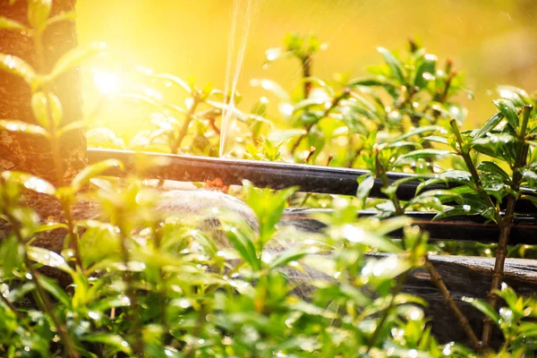 Cabeza Rociador Regar Arbusto Hierba Jardín — Foto de Stock